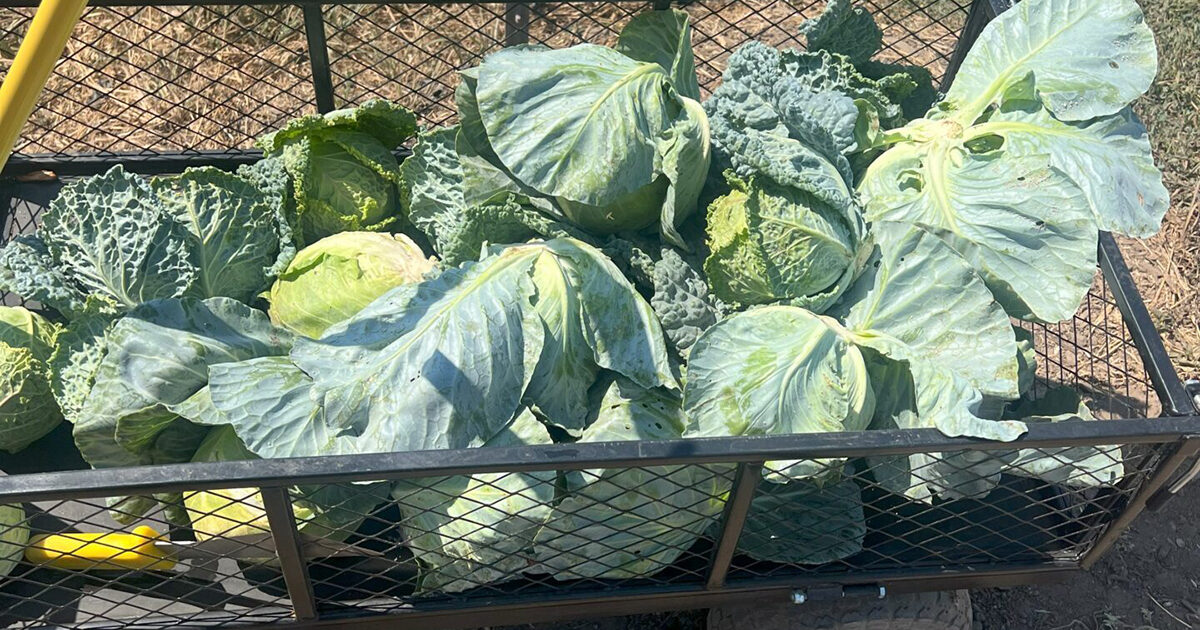 Cabbages