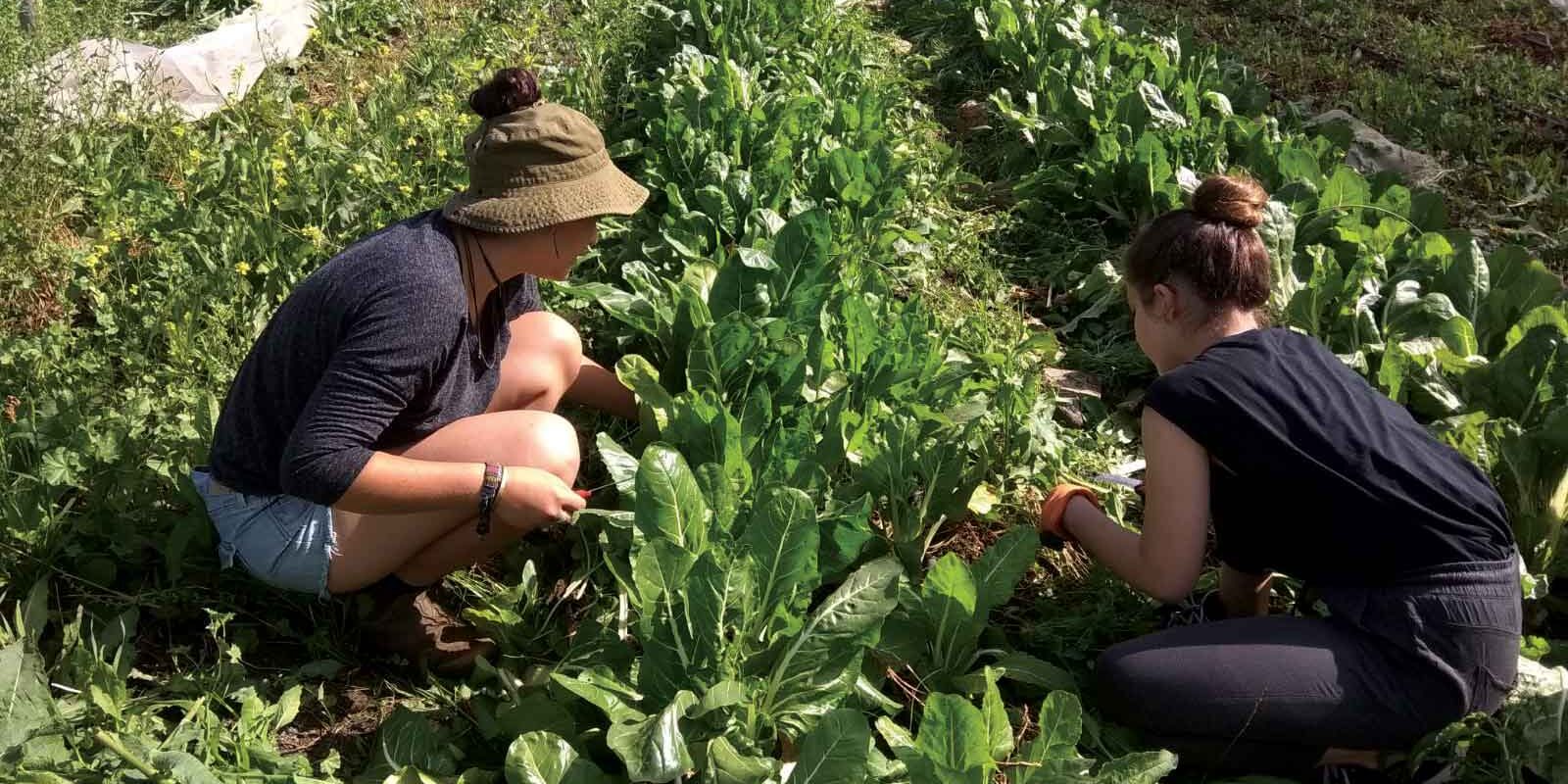 Girls Farming